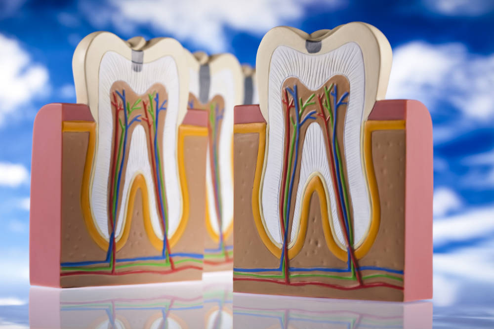 Información endodoncia en Clínica dental Bayona